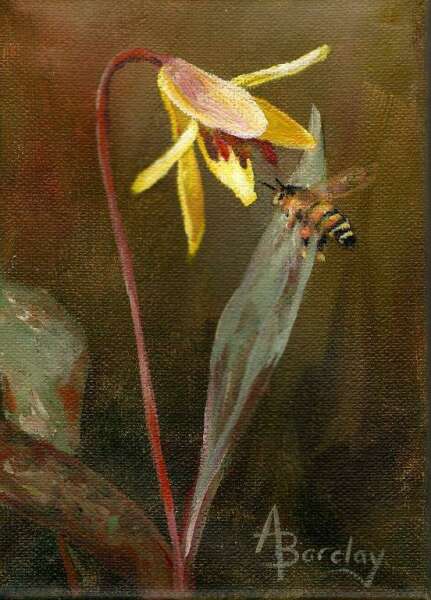 Trout Lily Honey Bee