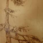 Old Pine Sentinel