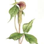 Introduction to Chinese Brush Painting with Karen Logan
