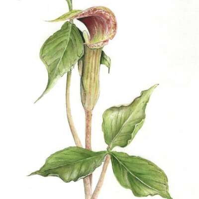 Introduction to Chinese Brush Painting with Karen Logan