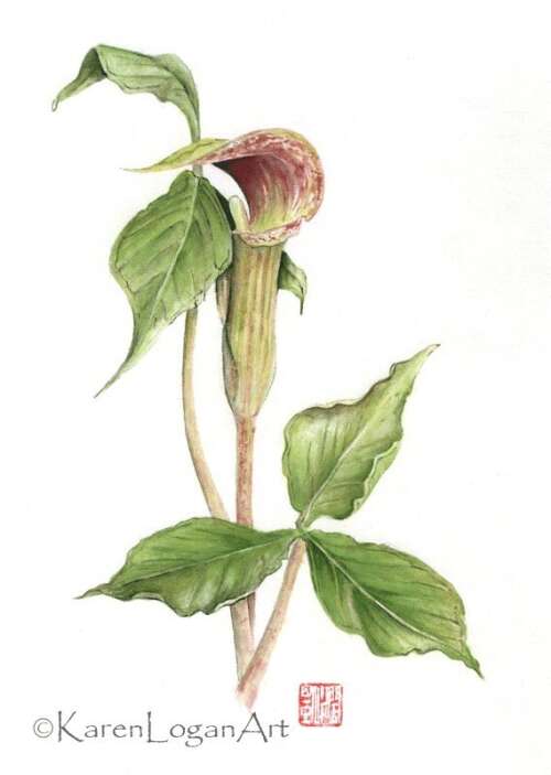 Introduction to Chinese Brush Painting with Karen Logan